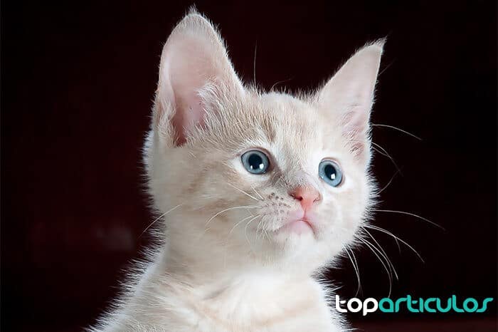 El Síndrome de Down en gatos: Todo lo que debes saber
