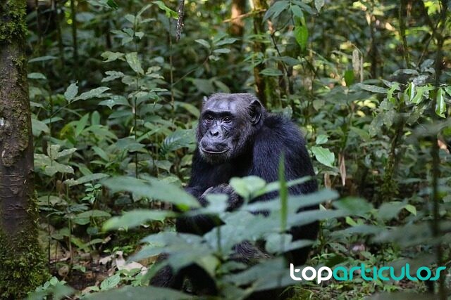 Vista de un chimpancé en la selva.