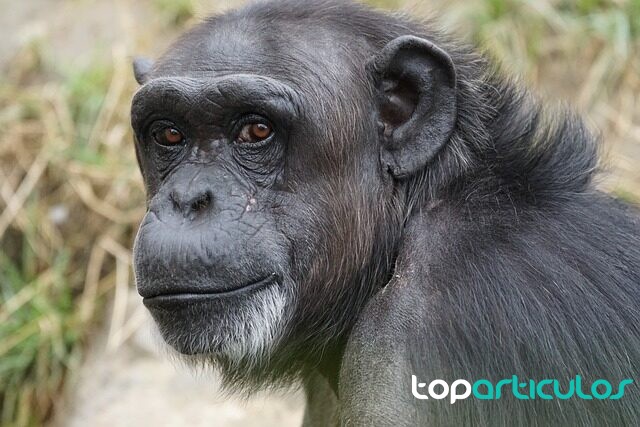 Vista de un chimpancé anciano.