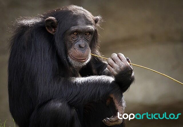 Chimpancé comiendo.