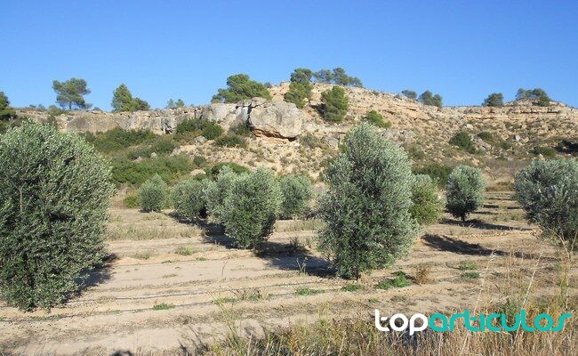 finca agrícola en Caspe durante una investigación policial