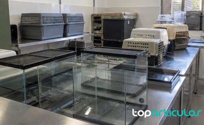 Instalación de custodia temporal para animales protegidos intervenidos Terrarios y transportines revisados tras la intervención de especies protegidas