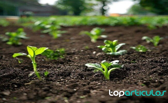 Compost oscuro aplicado sobre tierra de huerto compost maduro para mejorar el suelo del huerto