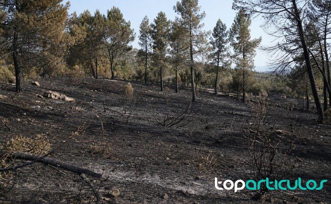 Dos detenidos por el incendio forestal de Almorox, aún activo tras quemar 900 hectáreas zona forestal quemada en Almorox tras un incendio en Toledo