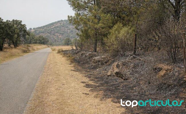 Entorno rural de Toledo usado como contexto de evacuaciones preventivas carretera rural junto a monte seco despues de un incendio forestal