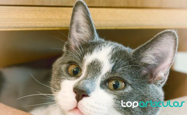 Enriquecimiento ambiental para gatos de interior: guía práctica para mejorar su bienestar gato de interior descansando en casa