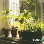 huerto en macetas en una terraza pequeña
