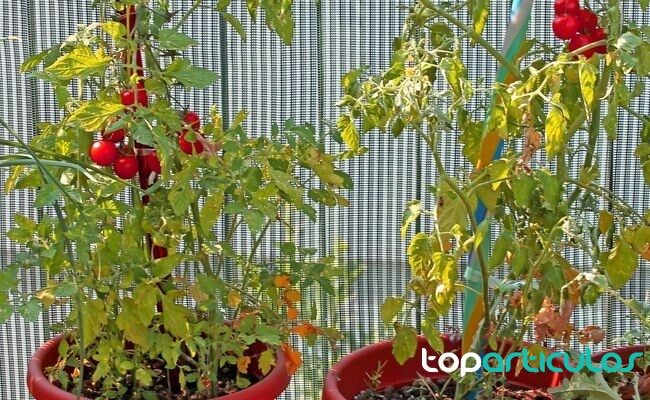 tomatera cultivada en una maceta profunda