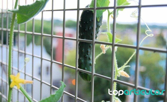 huerto urbano pequeño con recipientes