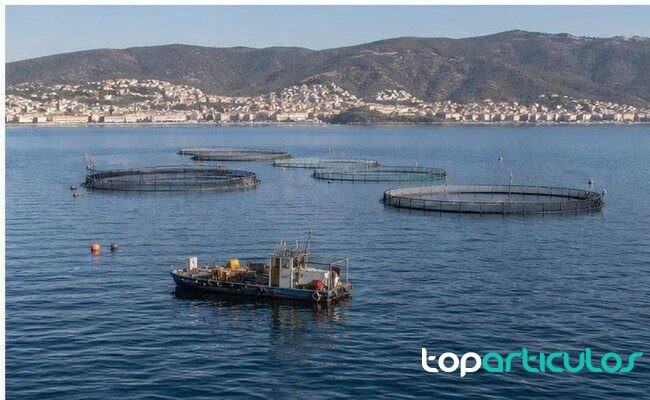 Instalaciones de acuicultura en una zona costera instalaciones de acuicultura en la costa mediterránea española
