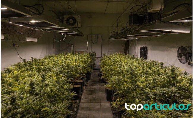 Cultivo interior usado como imagen de contexto de la operación cultivo interior de marihuana intervenido en una operación policial