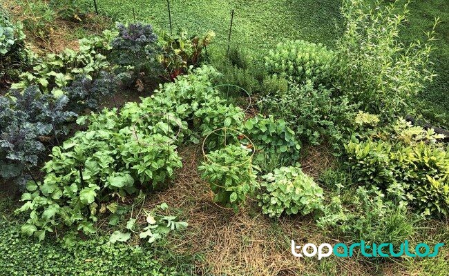 Acolchado en cultivos hortícolas para reducir evaporación acolchado vegetal para conservar humedad