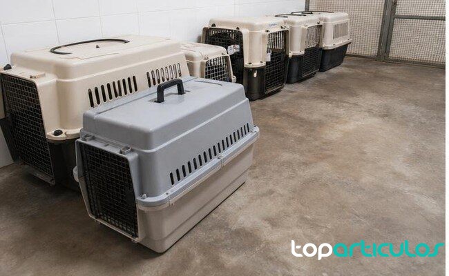Transportines revisados en una inspección veterinaria sin animales identificables transportines limpios en una zona de inspección veterinaria