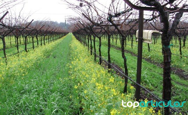 Viñedo con vegetación controlada entre hileras cubierta vegetal en viñedo