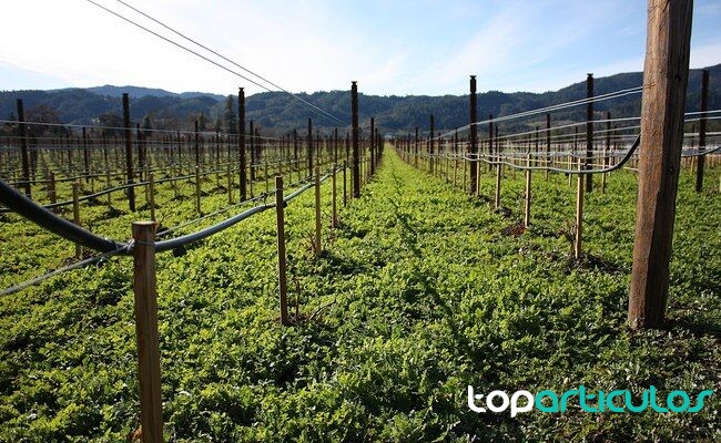 Trabajo de mantenimiento de una cubierta vegetal entre líneas de cultivo siega de cubierta vegetal en viñedo