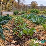 Cómo conservar fotos antiguas en casa: orden, digitalización y cuidados básicos acolchado agrícola en otoño